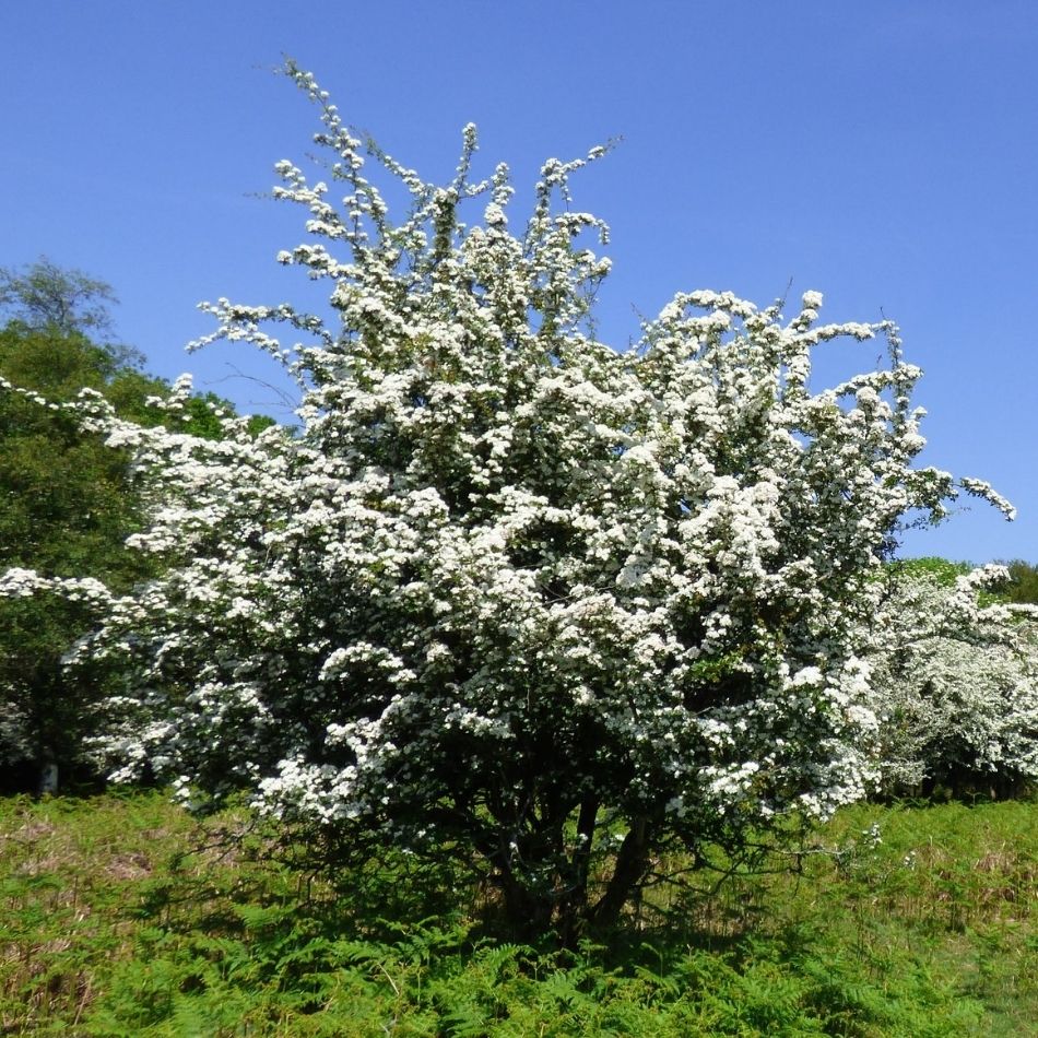 Crataegus monogyna