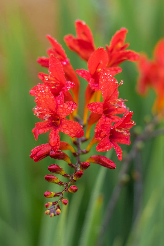 Crocosmia ‘Lucifer’
