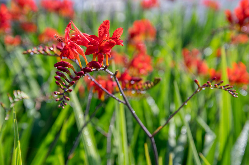 Crocosmia ‘Lucifer’