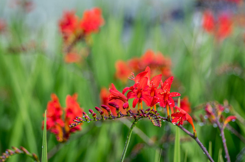 Crocosmia ‘Lucifer’