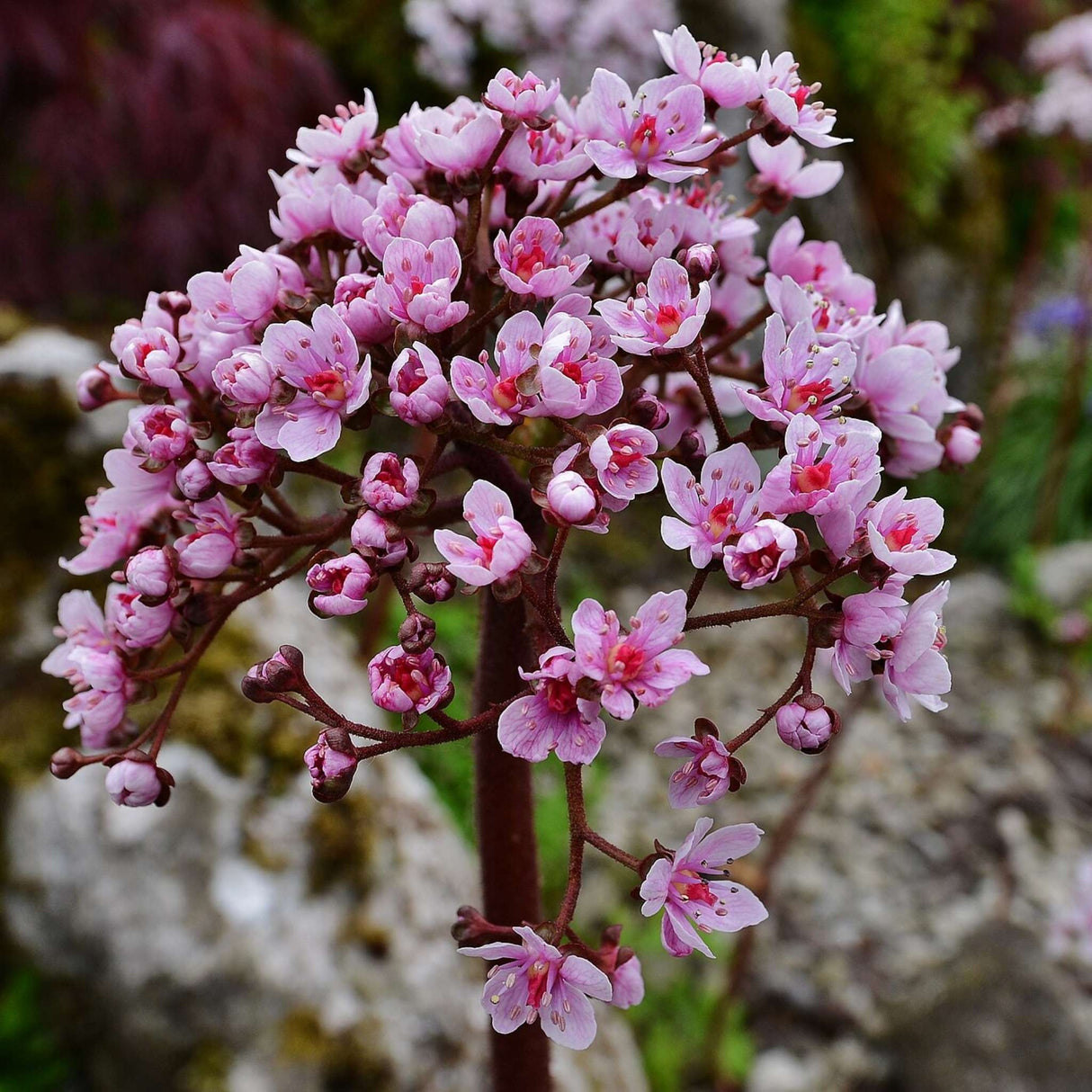 Darmera peltata