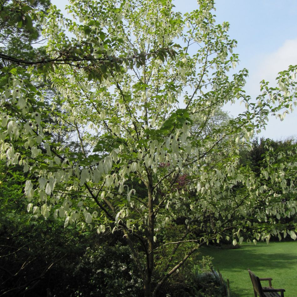 Davidia involucrata