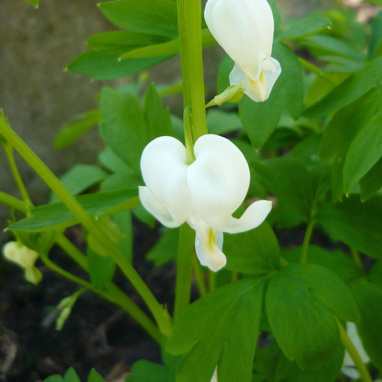 Dicentra spectabilis ‘Alba’