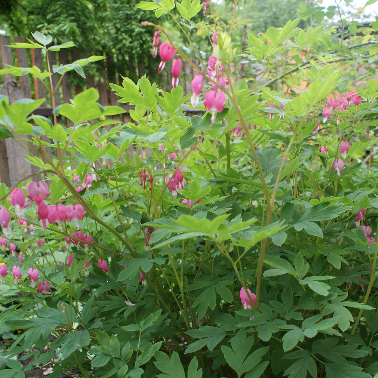 Dicentra spectabilis