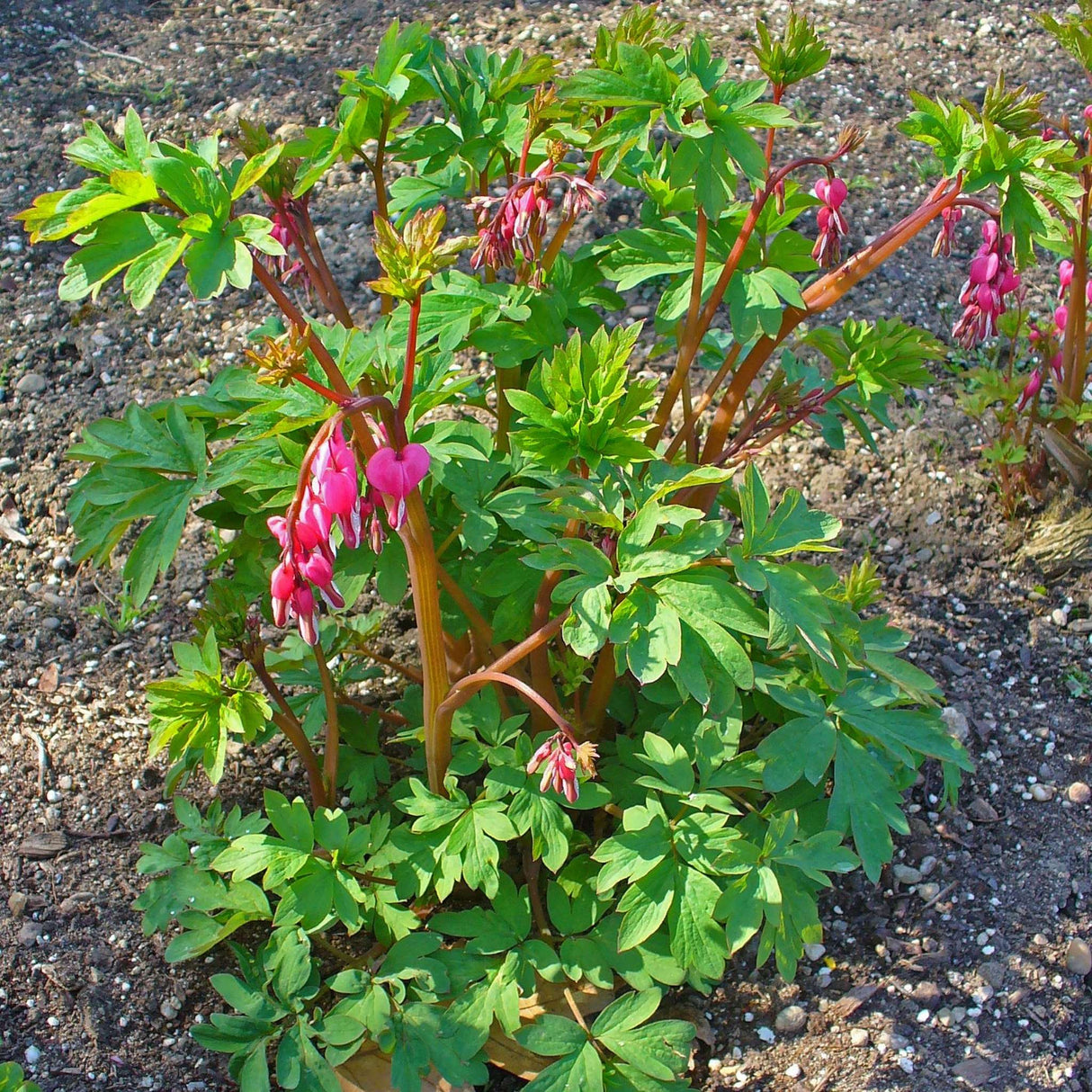 Dicentra spectabilis