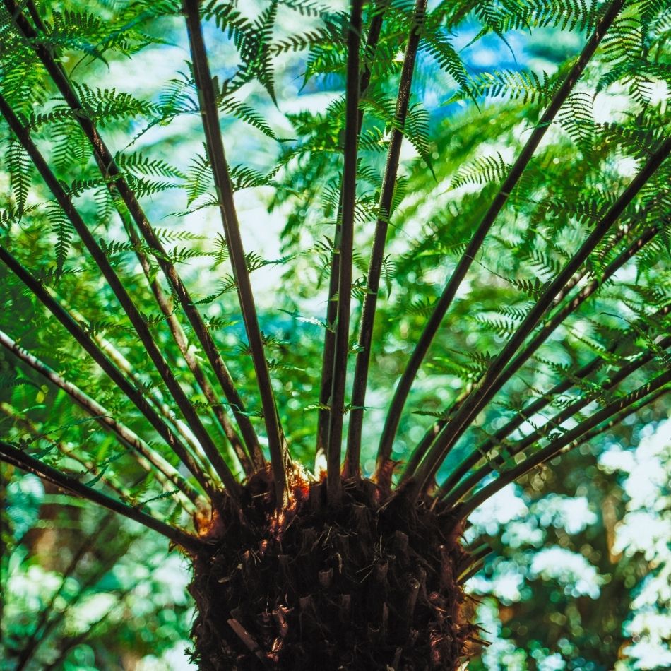 Dicksonia antarctica