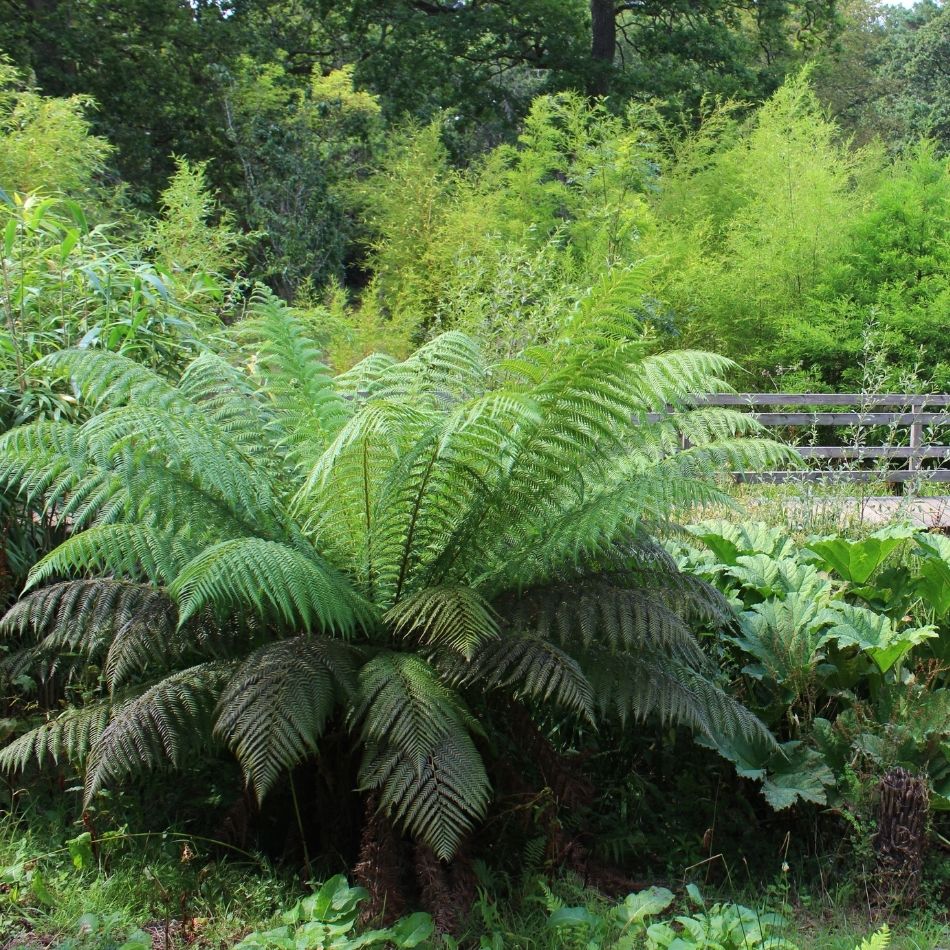 Dicksonia antarctica