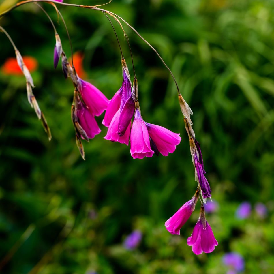 Dierama pulcherrimum
