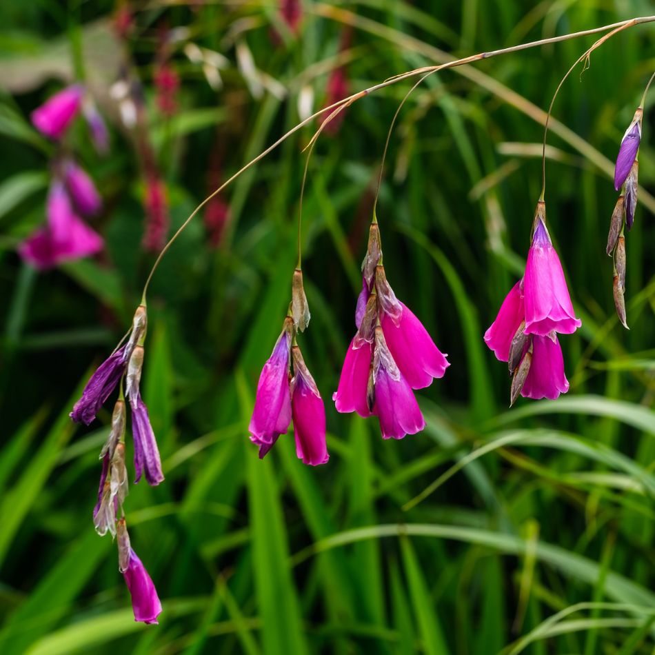 Dierama pulcherrimum