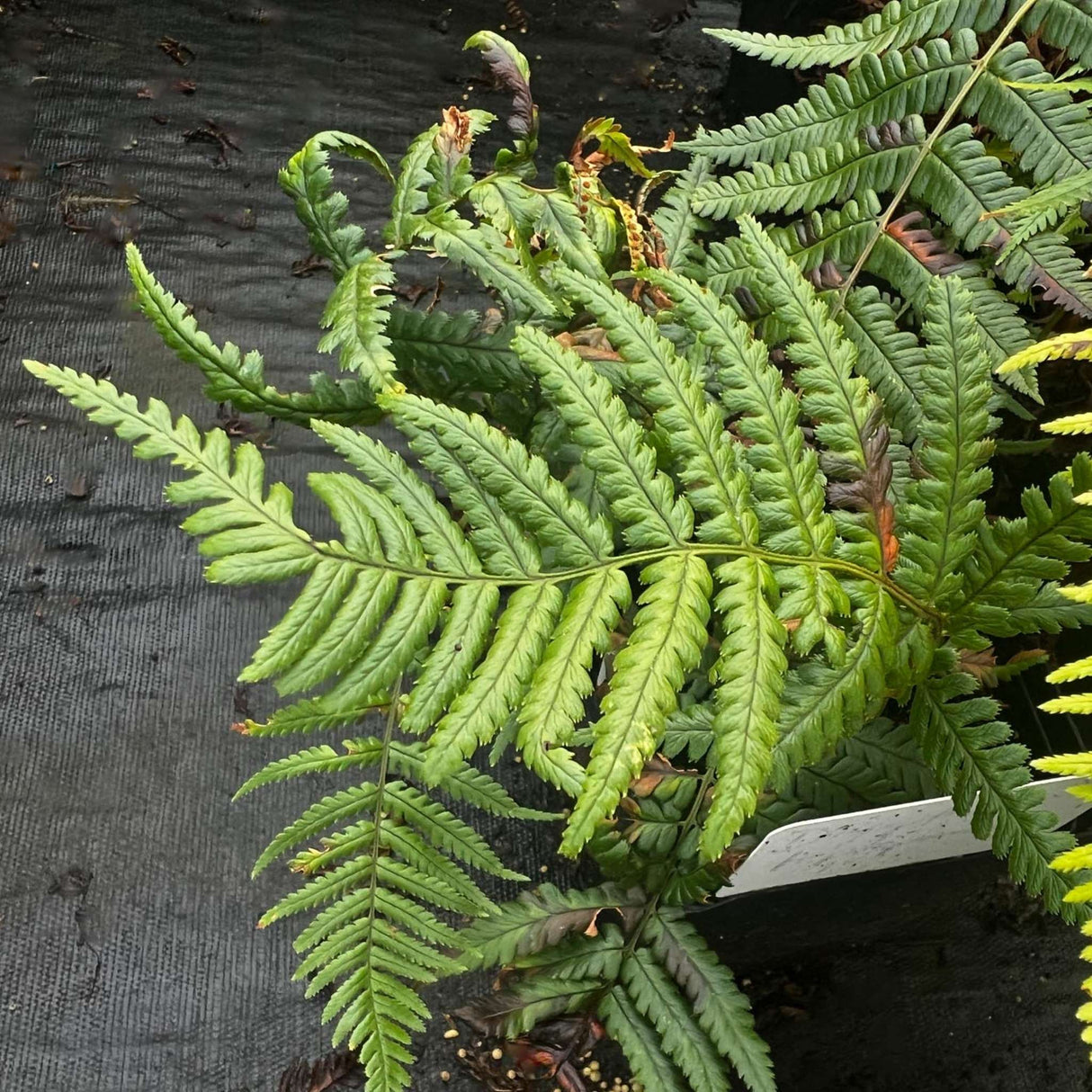 Dryopteris lepidopoda