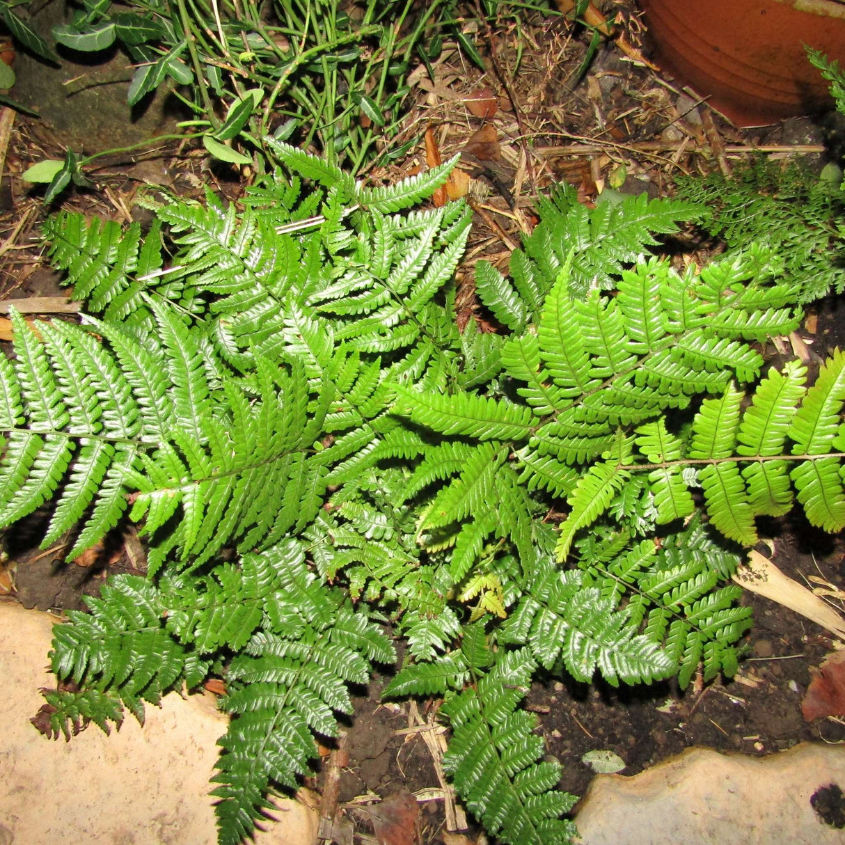 Dryopteris lepidopoda