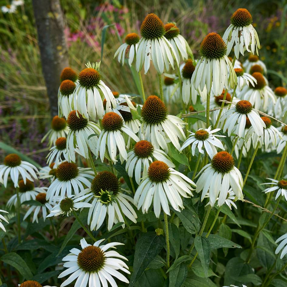 Echinacea purpurea ‘Alba’
