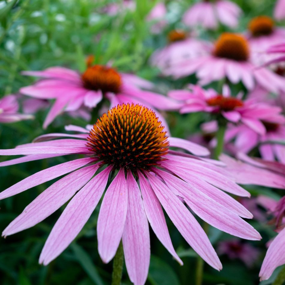 Echinacea purpurea ‘Magnus’