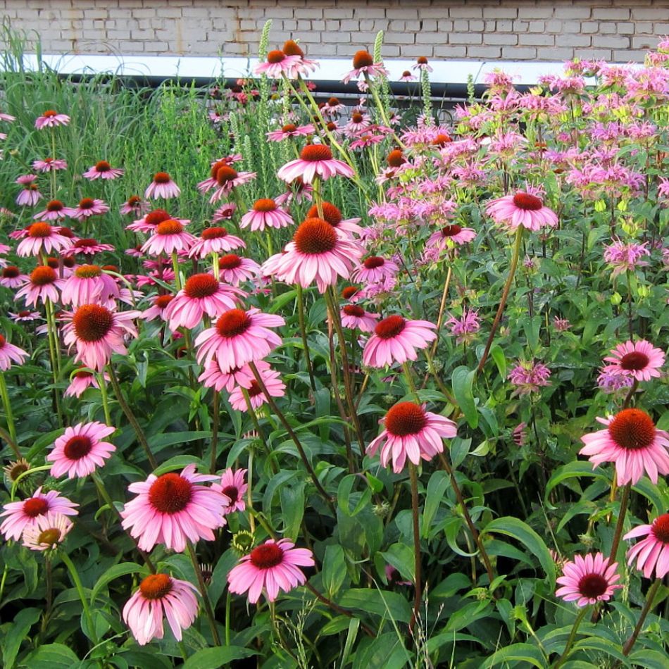Echinacea purpurea ‘Magnus’