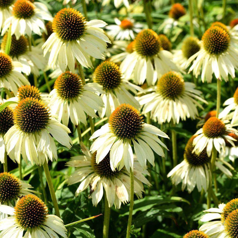 Echinacea purpurea ‘White Swan’