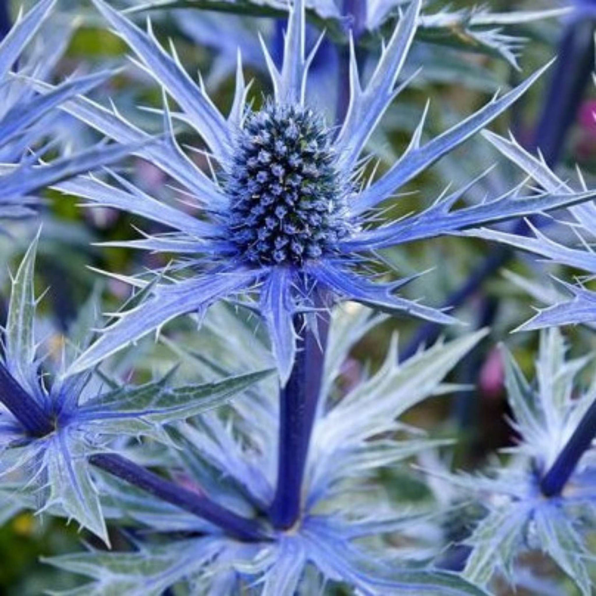 Eryngium ‘Big Blue’