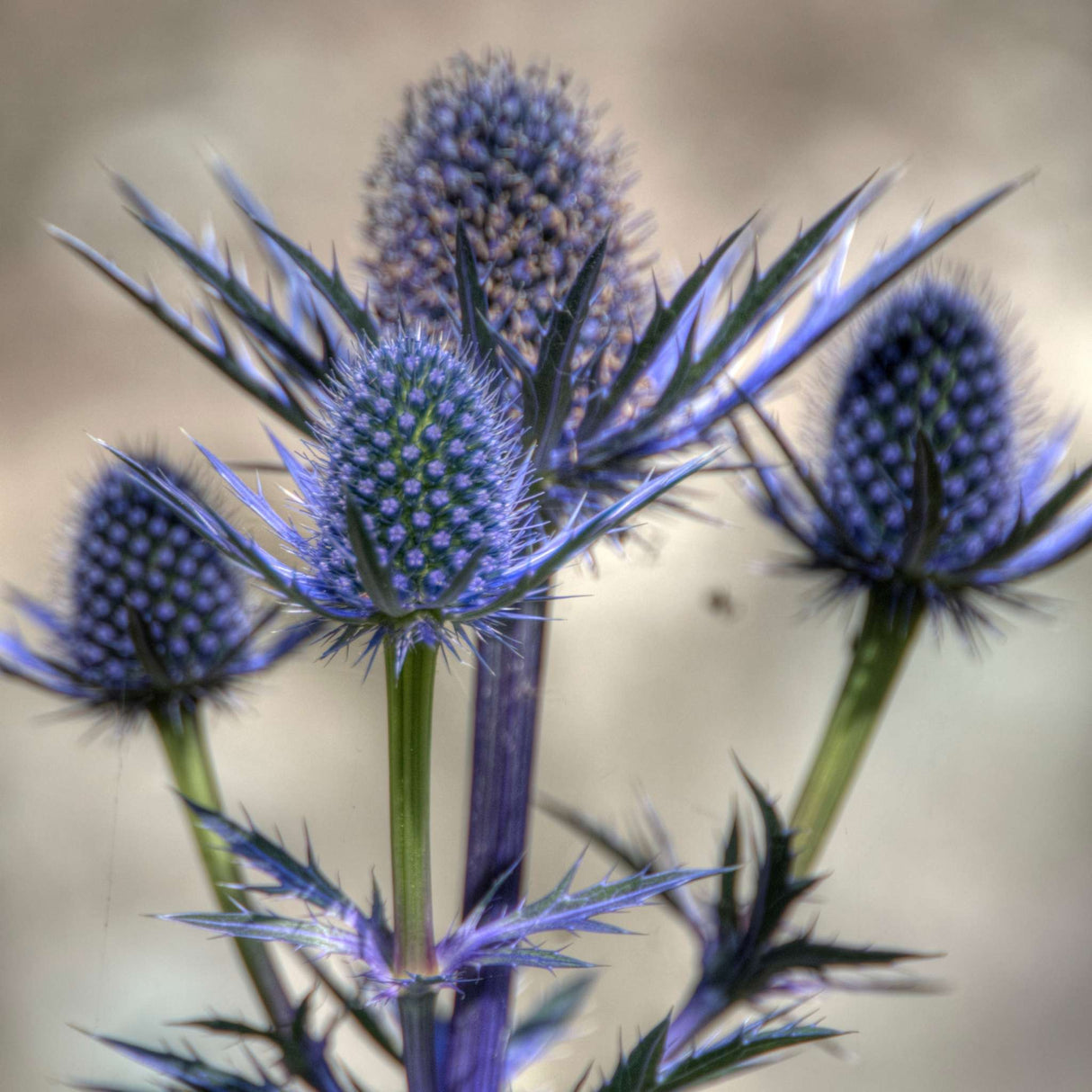 Eryngium ‘Big Blue’