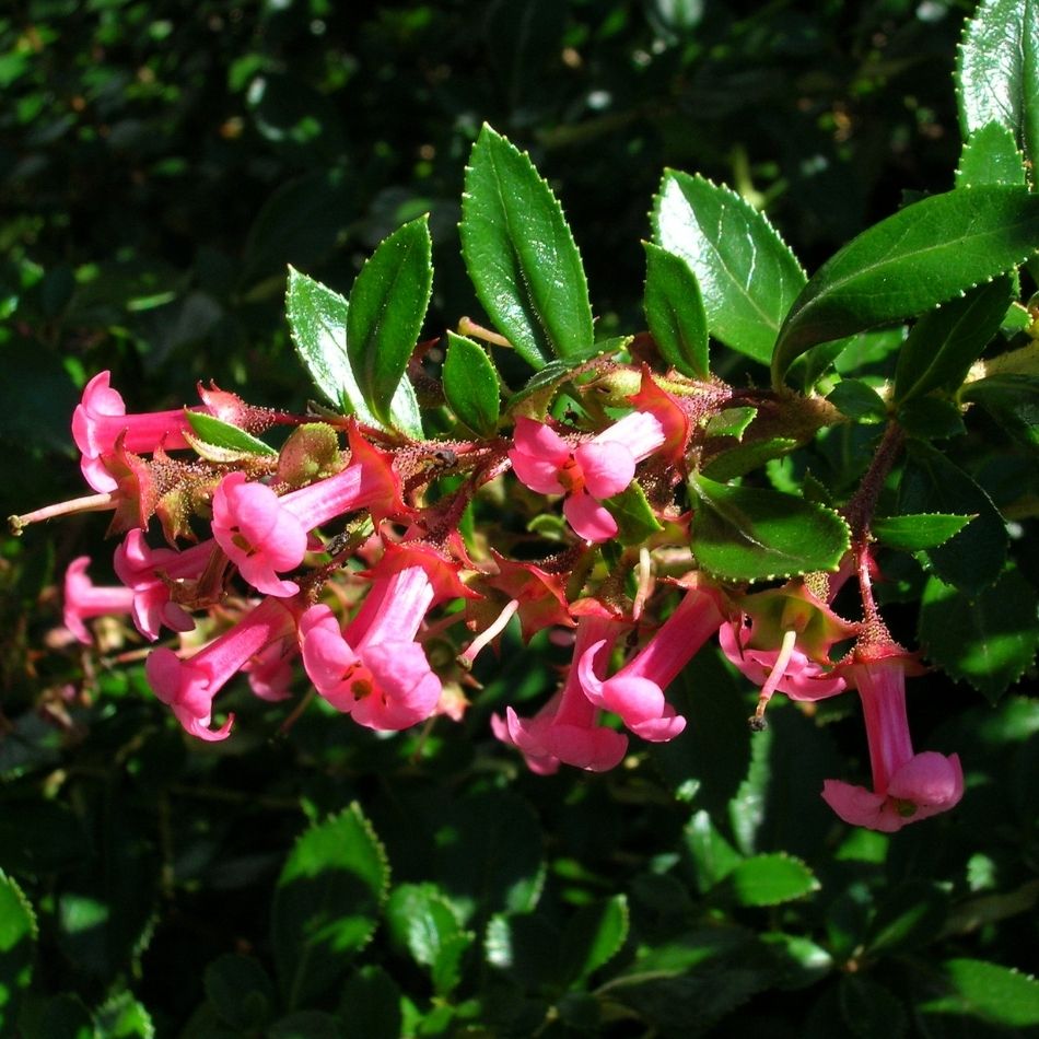 Escallonia rubra var. macrantha