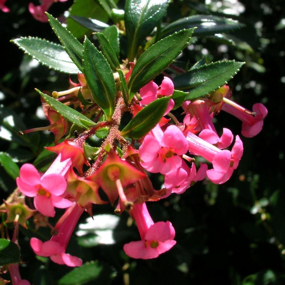 Escallonia rubra var. macrantha
