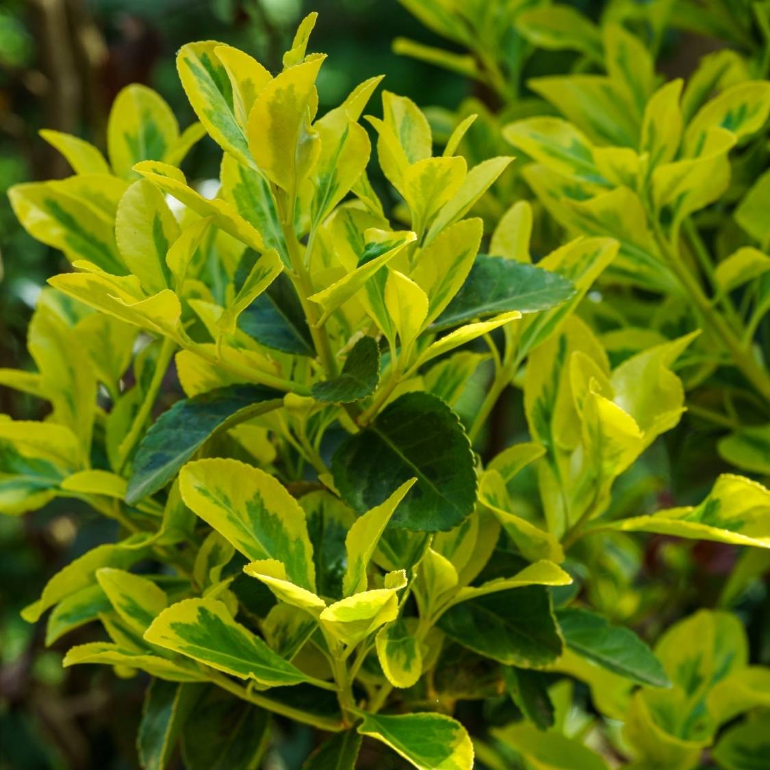 Euonymus japonicus ‘Aureomarginatus’