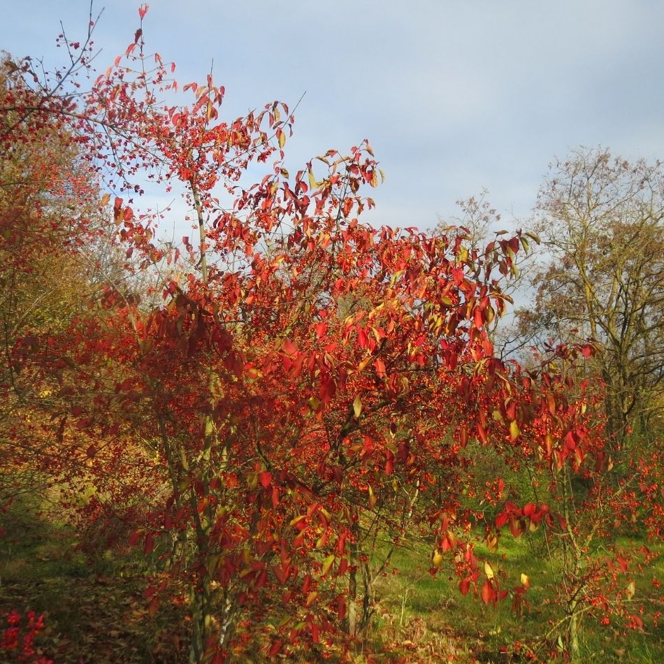 Euonymus europaeus