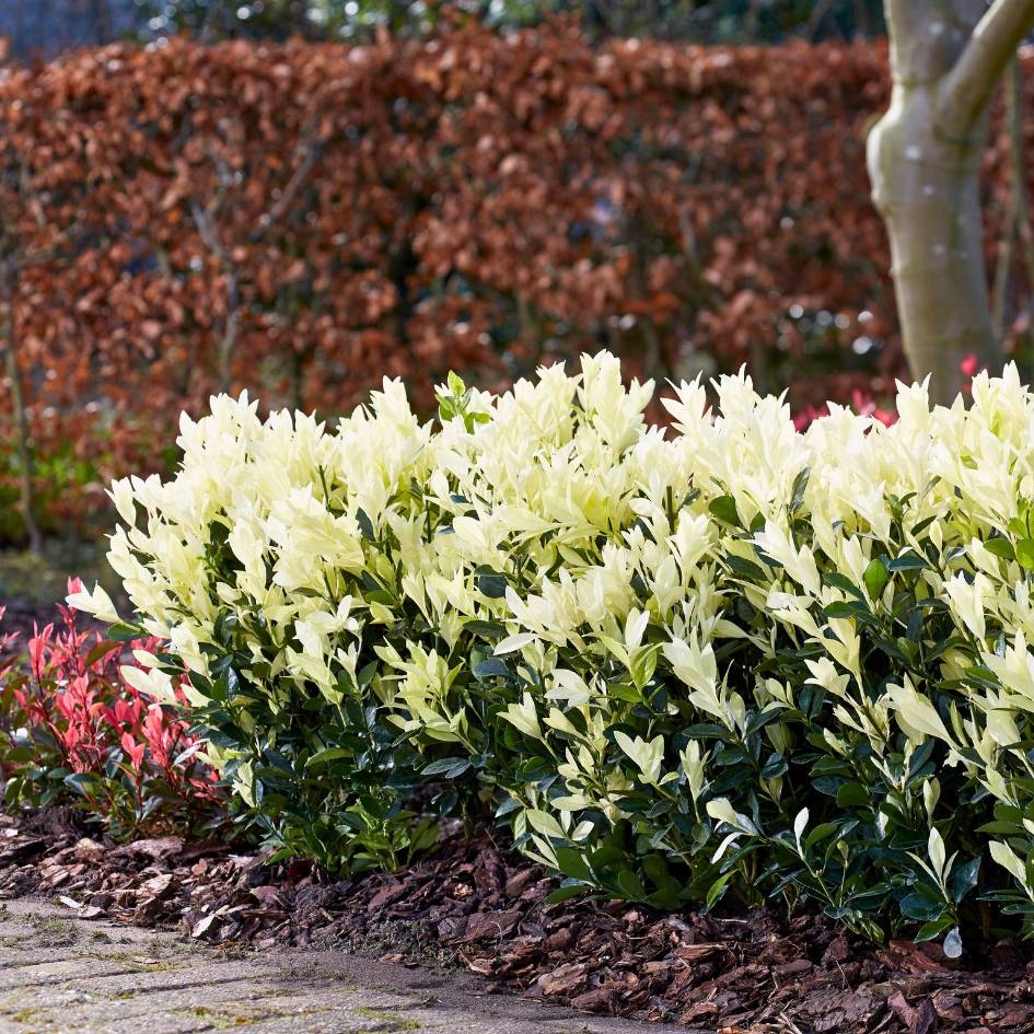 Euonymus japonicus ‘Himalaya’