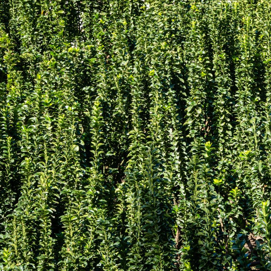 Euonymus japonicus ‘Benkomasaki’