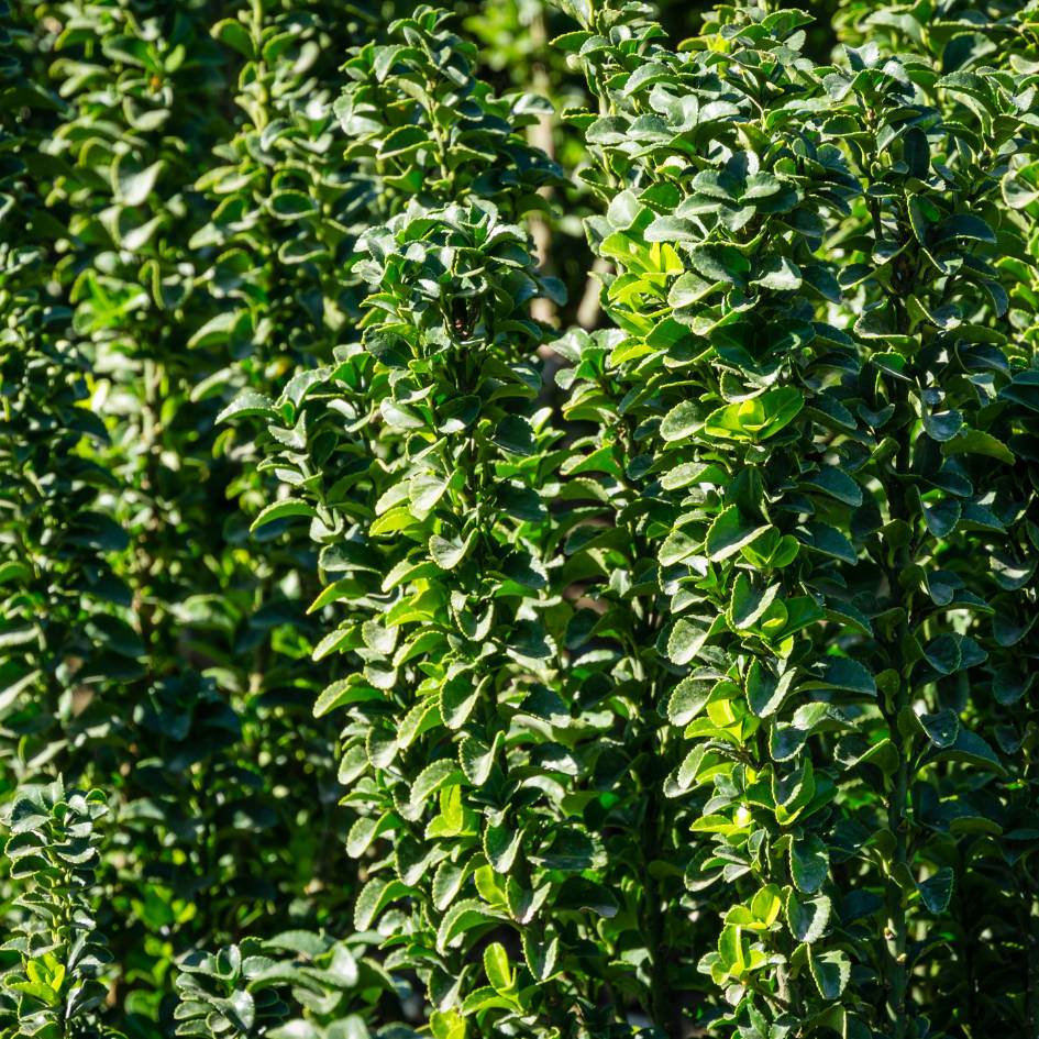 Euonymus japonicus ‘Benkomasaki’