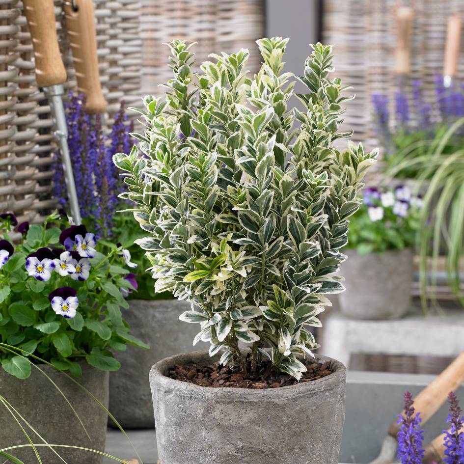 Euonymus japonicus ‘White Spire’