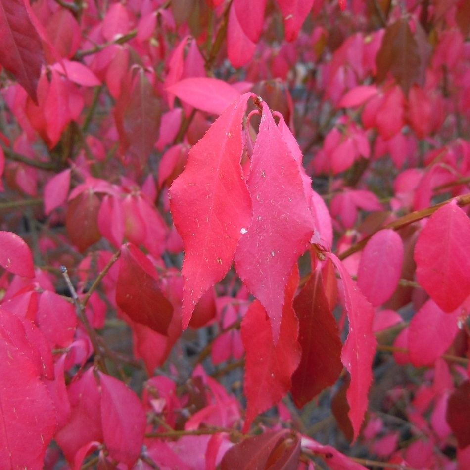 Euonymus alatus