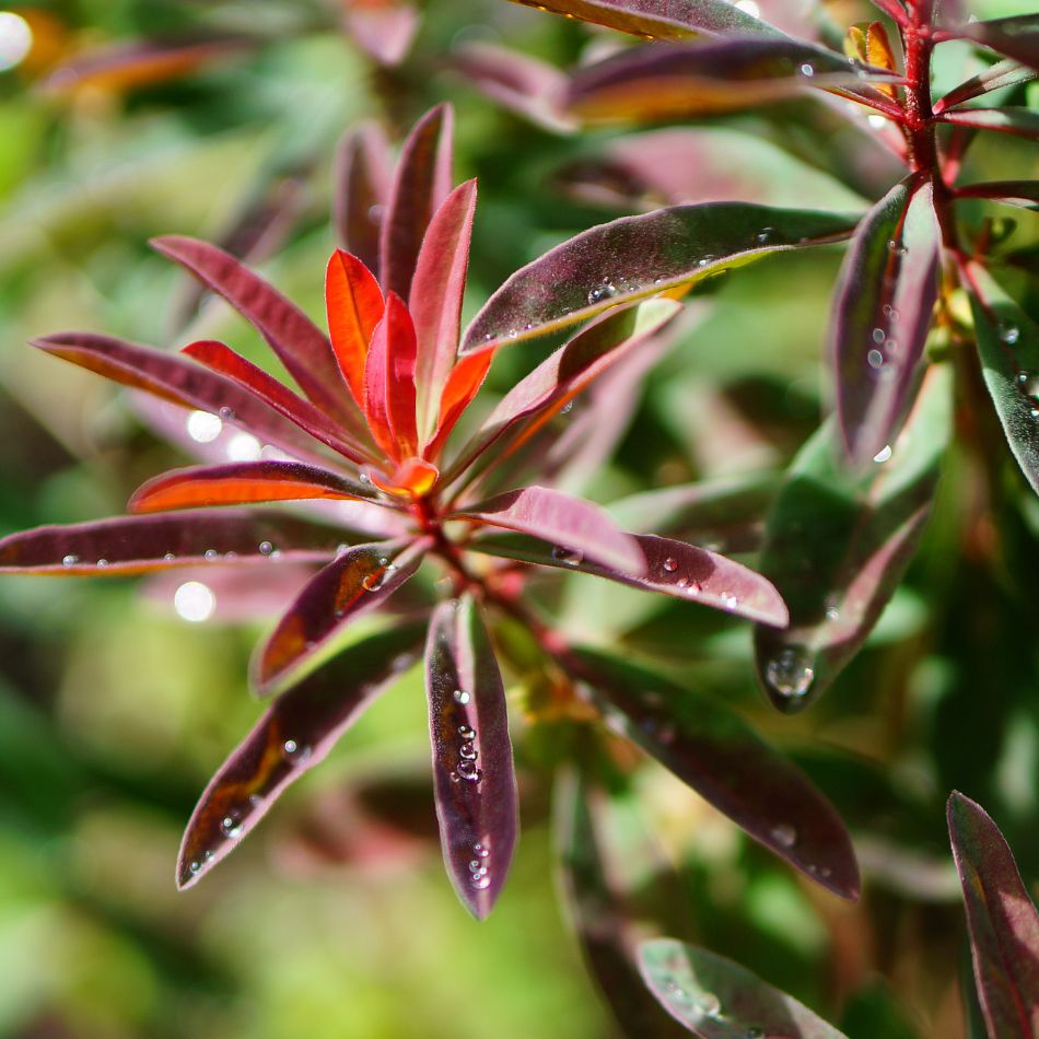 Euphorbia amygdaloides ‘Purpurea’