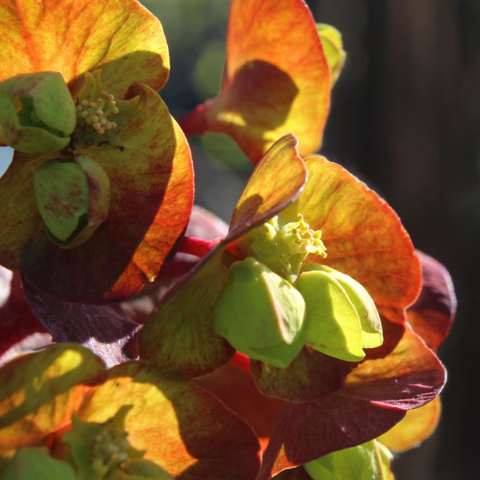 Euphorbia amygdaloides ‘Purpurea’