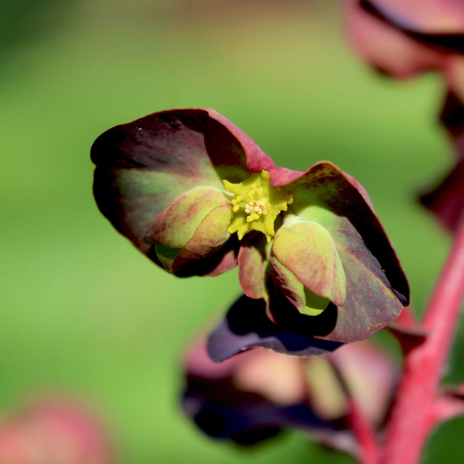 Euphorbia amygdaloides ‘Purpurea’