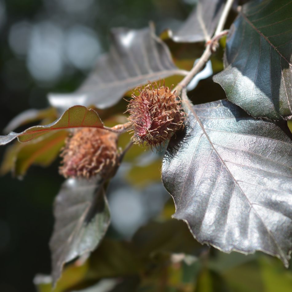 Fagus sylvatica ‘Purple Fountain’