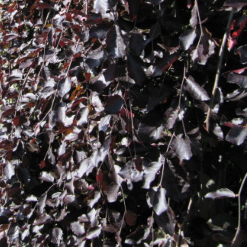 Fagus sylvatica ‘Purpurea Pendula’