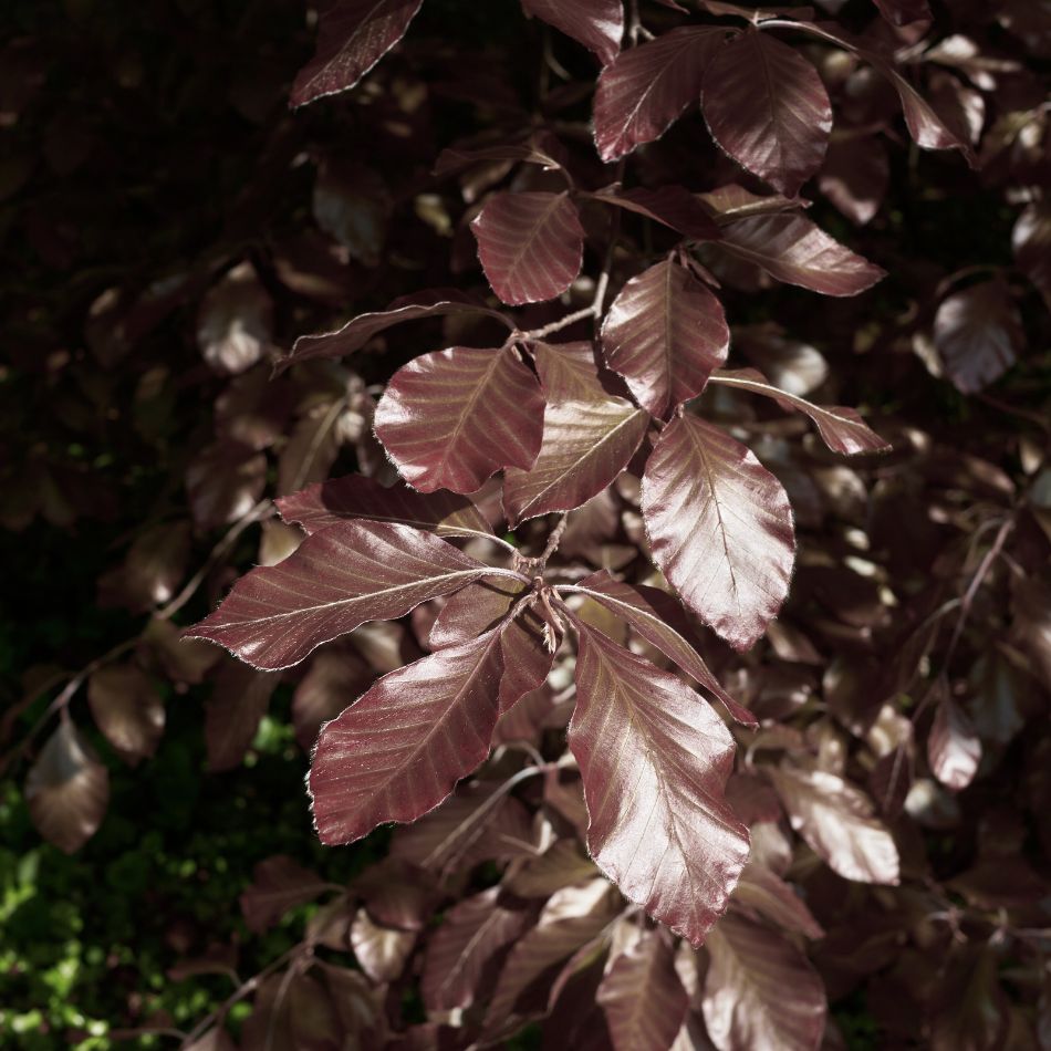 Fagus sylvatica ‘Purpurea Pendula’