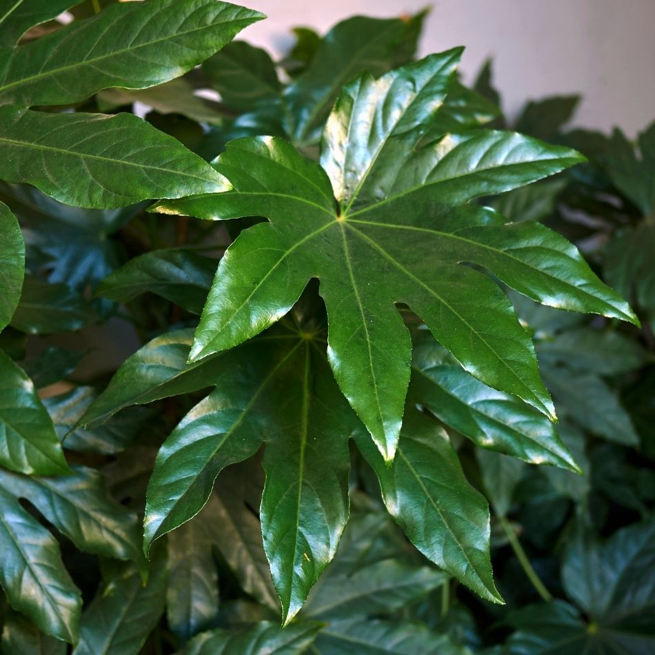 Fatsia japonica