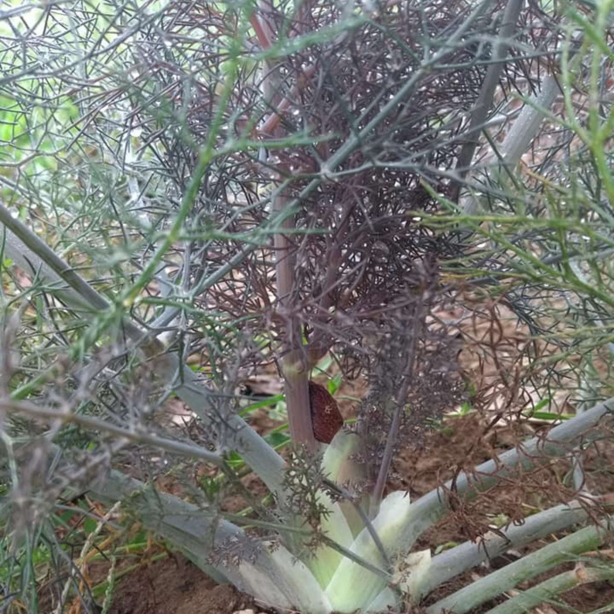 Foeniculum vulgare ‘Purpureum’