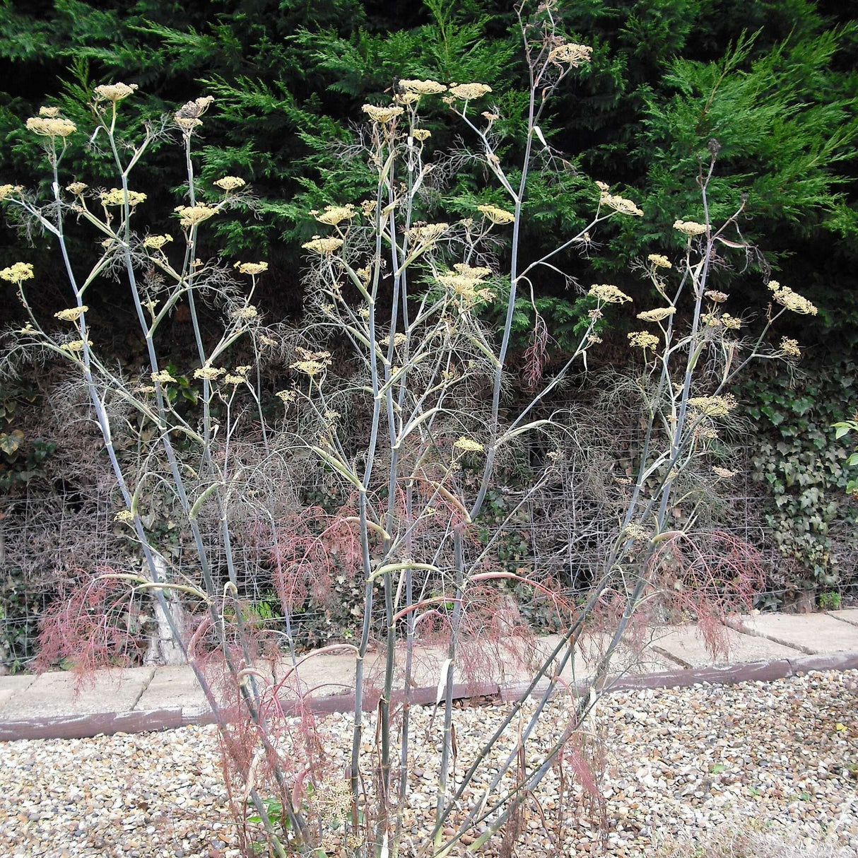 Foeniculum vulgare ‘Purpureum’