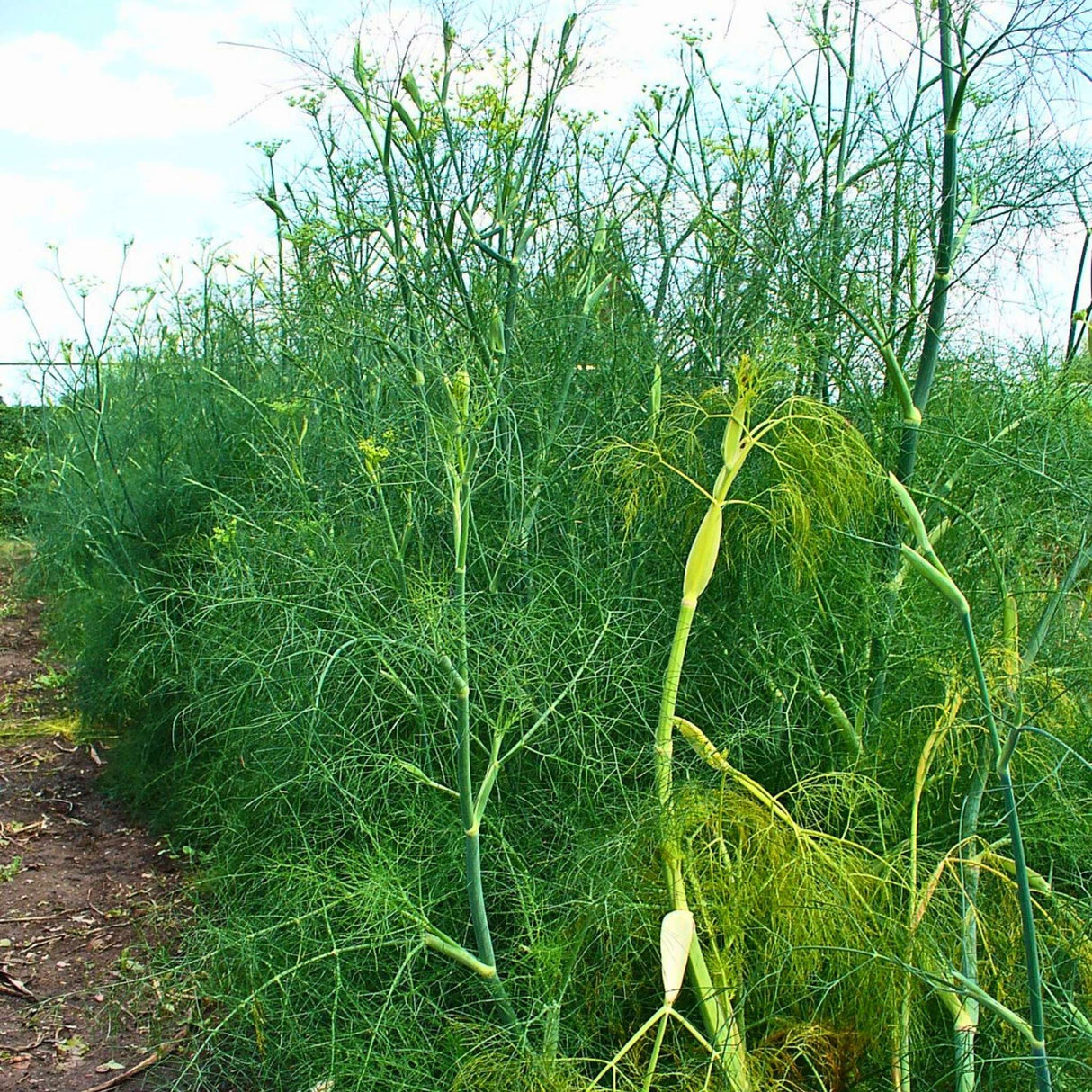 Foeniculum vulgare
