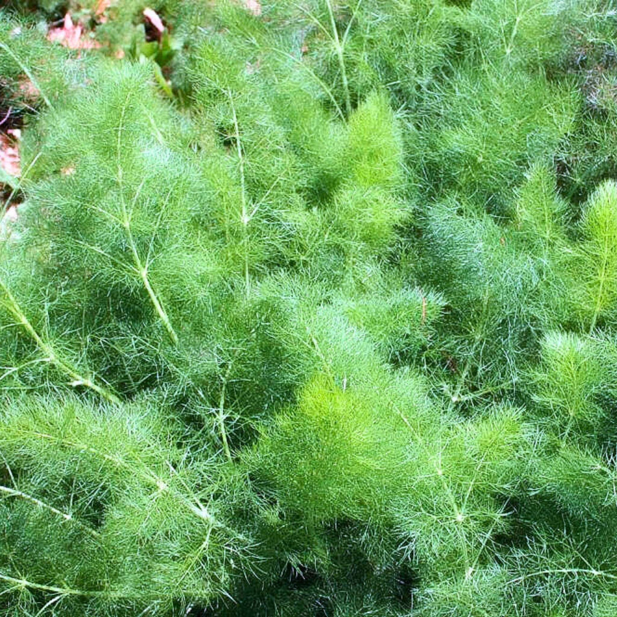 Foeniculum vulgare