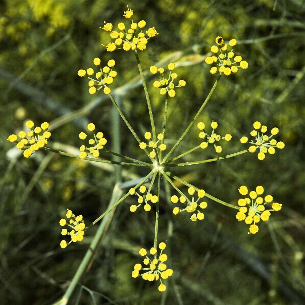 Foeniculum vulgare