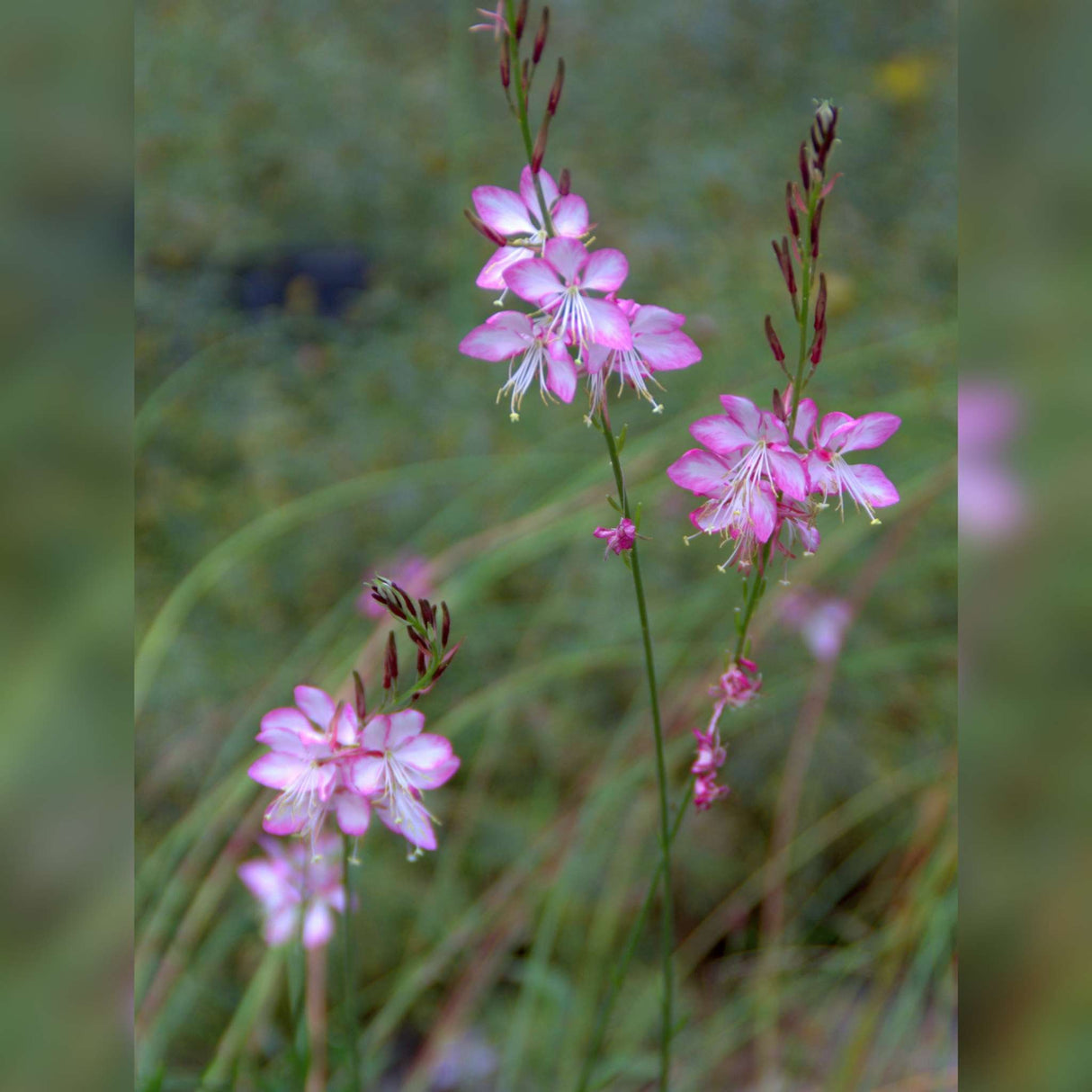 Gaura lindheimeri ‘Rosy Jane’