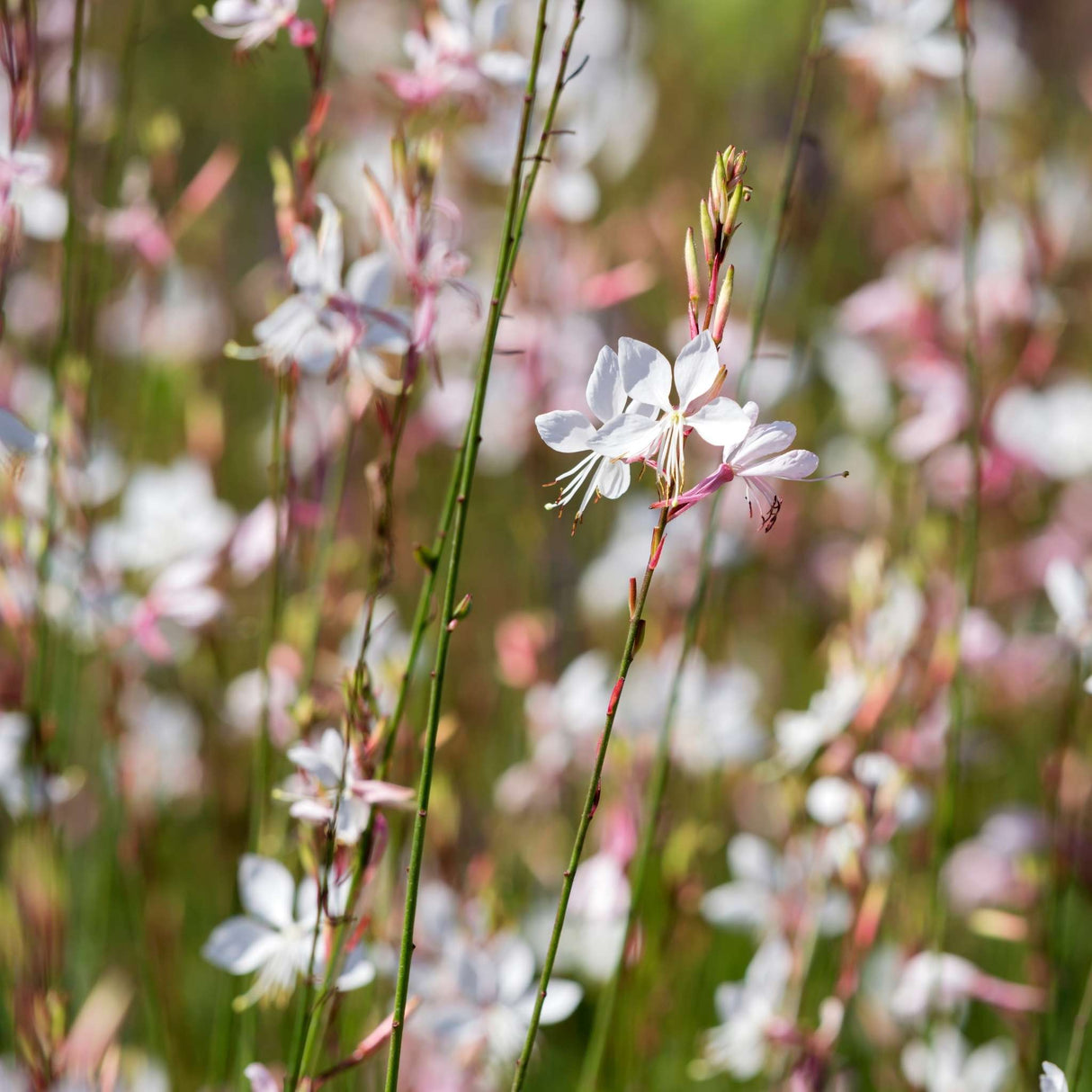 Gaura lindheimeri ‘Whirling Butterflies’