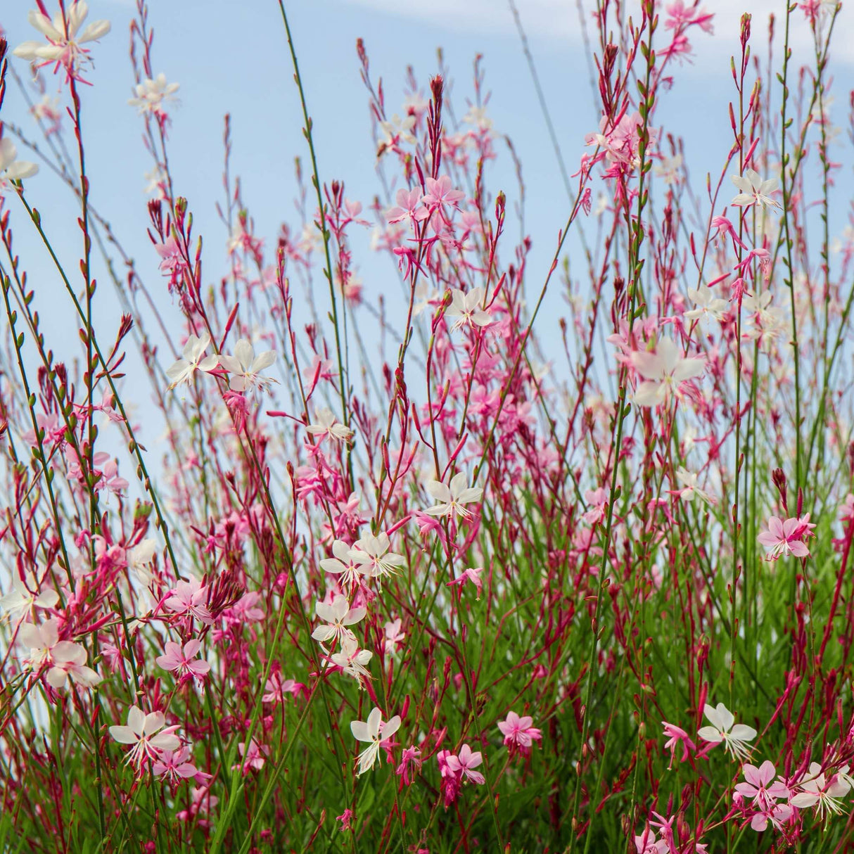Gaura lindheimeri ‘Whirling Butterflies’