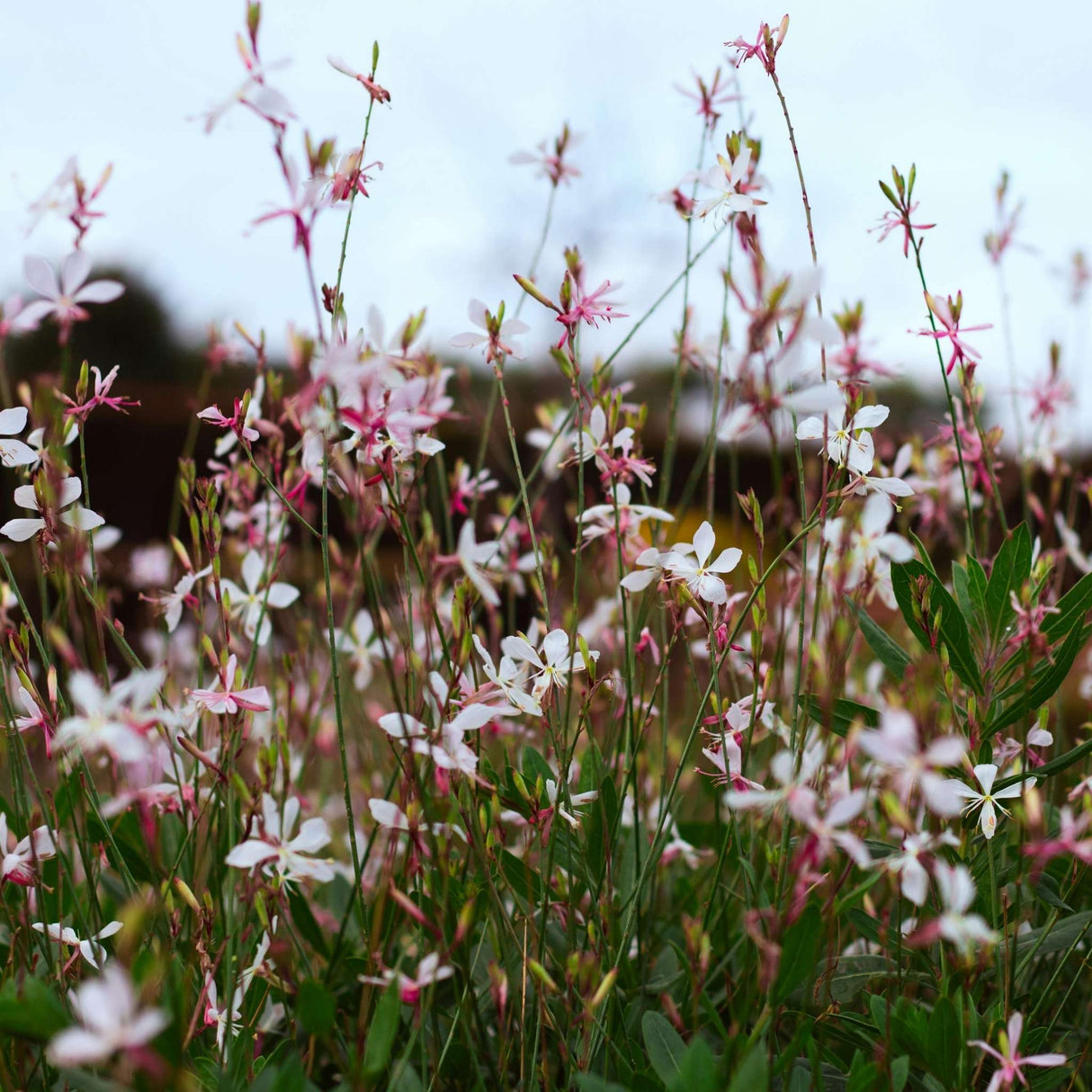Gaura lindheimeri ‘Whirling Butterflies’