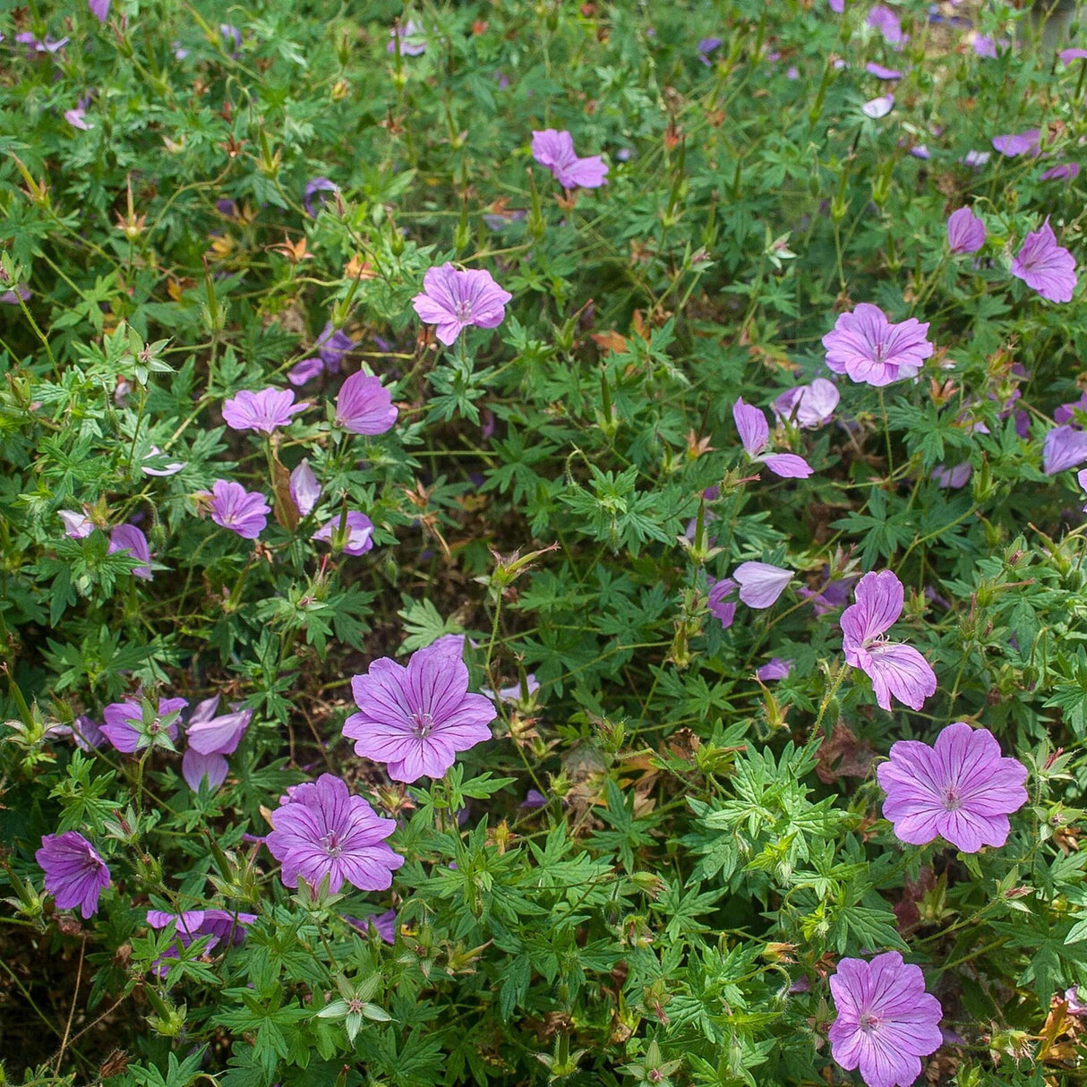 Geranium ‘Blushing Turtle’