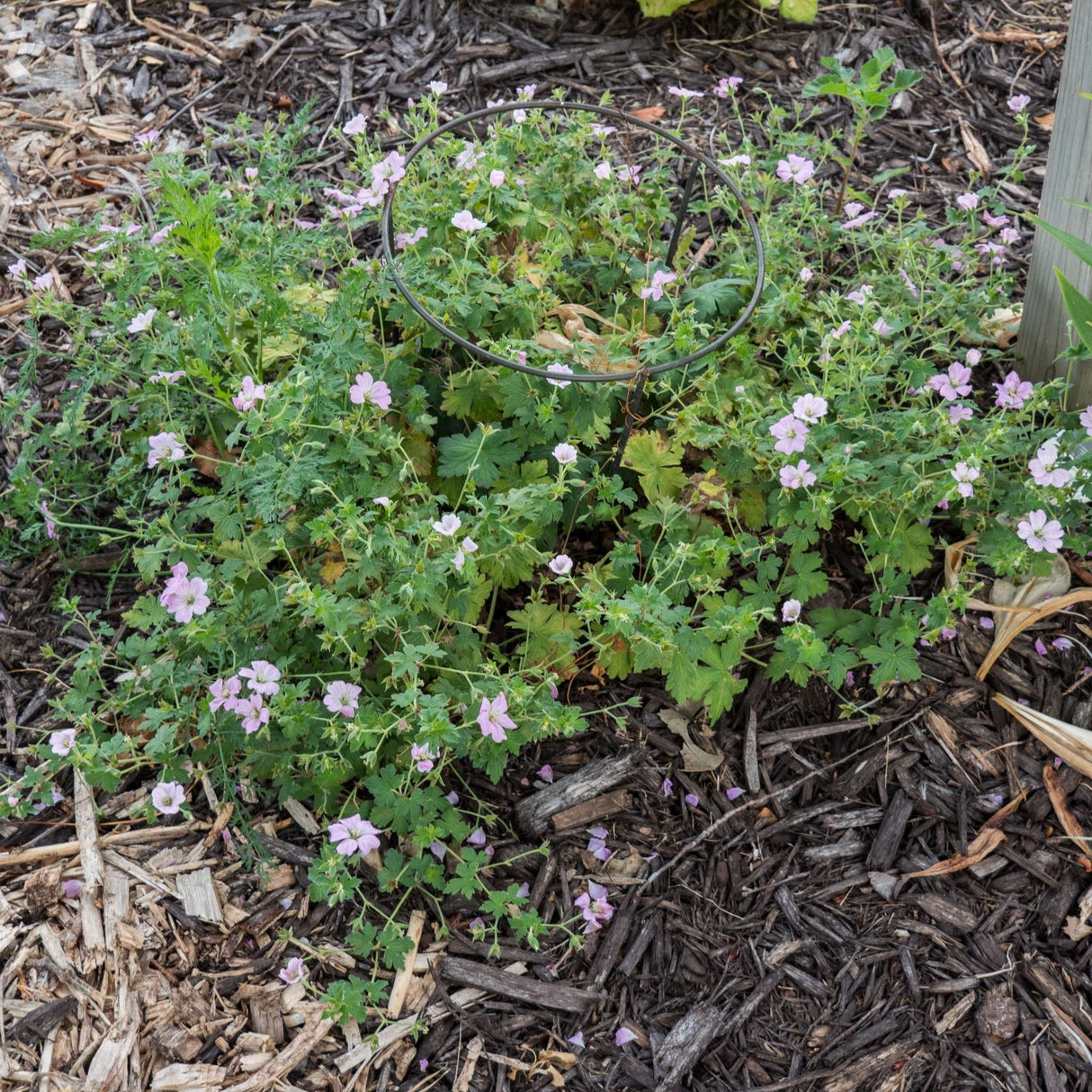 Geranium ‘Dreamland’
