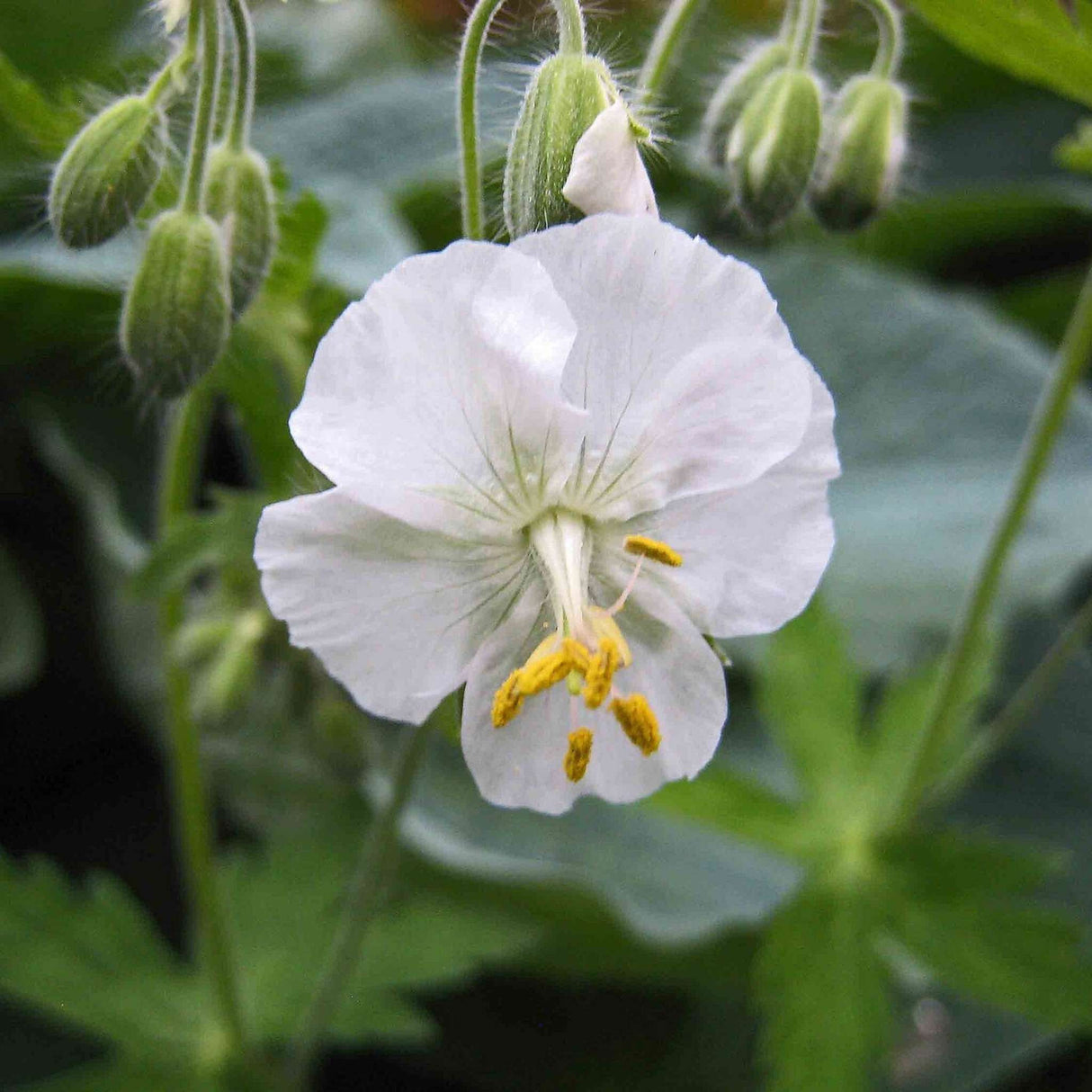 Geranium phaeum ‘Album’