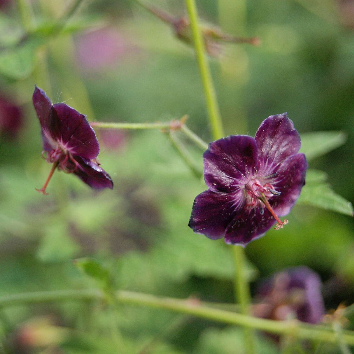 Geranium phaeum var. phaeum ‘Samobor’